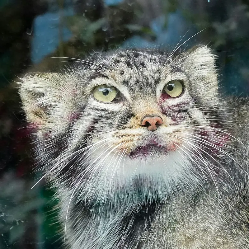 青海チベット高原野生動物園のマヌルネコのスン・シャオメイ