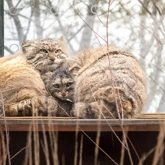 プラハ動物園のプリンセッサとスパイの写真