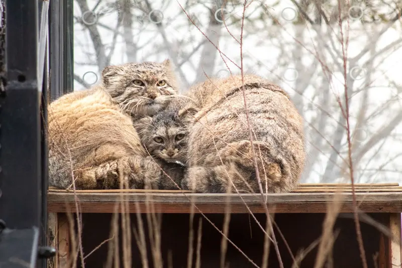 プラハ動物園のプリンセッサとスパイの写真