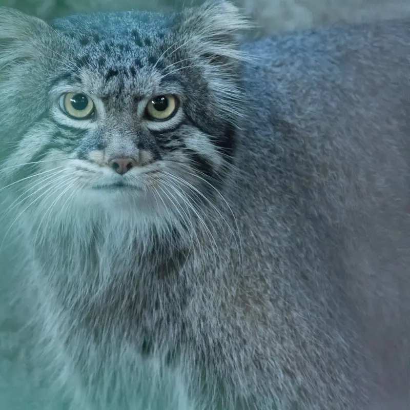 野毛山動物園のフィーガの写真