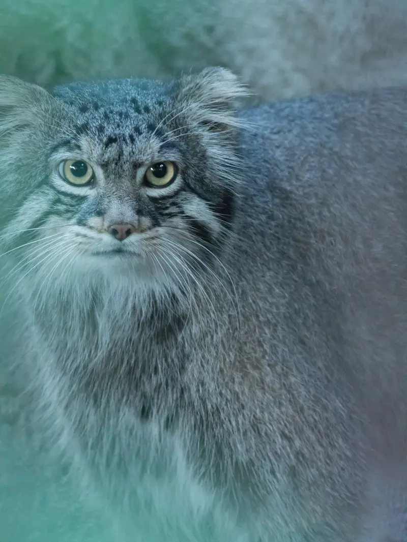 野毛山動物園のフィーガの写真