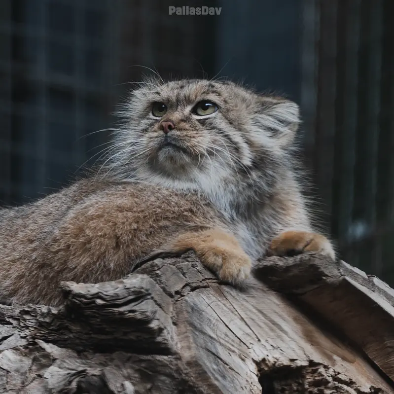 リトアニア動物園のメリッサの写真