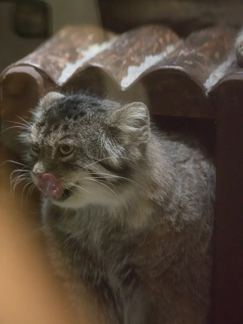 恩賜上野動物園のプリームラの写真
