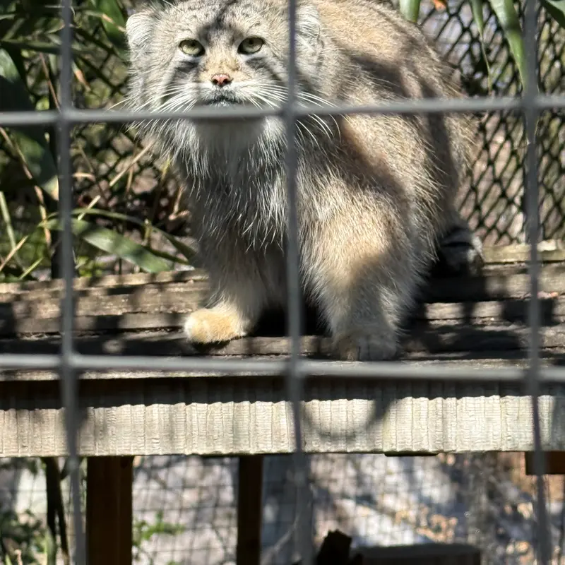 スミソニアン国立動物園のセバの写真