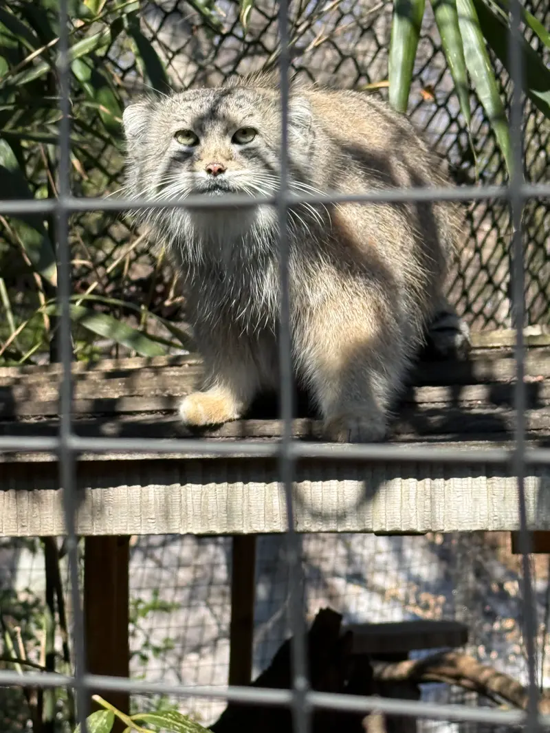 スミソニアン国立動物園のセバの写真