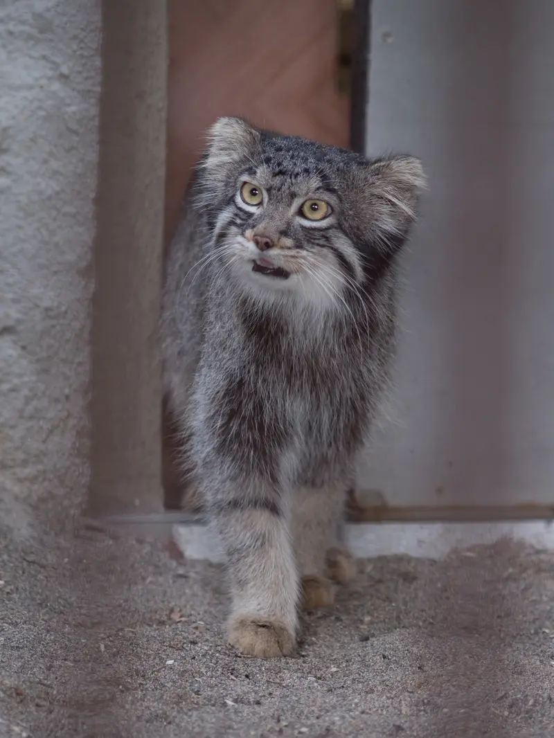 野毛山動物園のフィーガの写真
