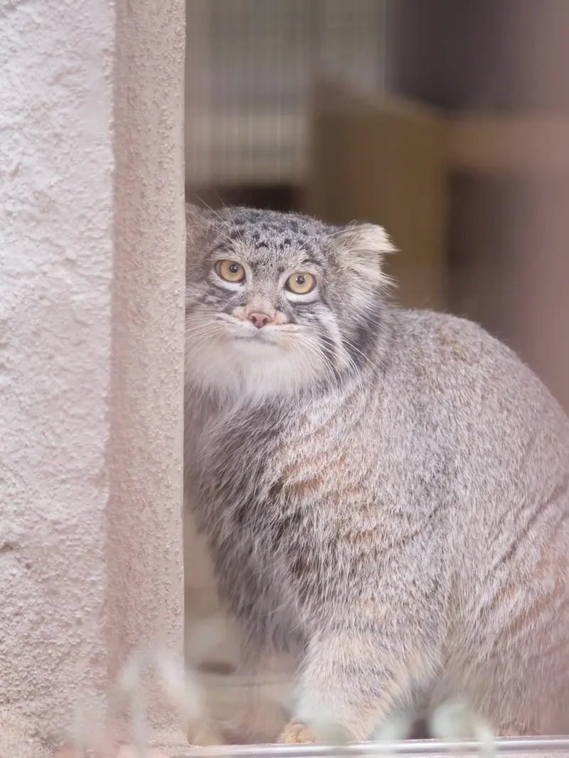 野毛山動物園のフィーガの写真