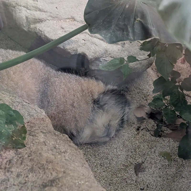 神戸どうぶつ王国のナルの写真