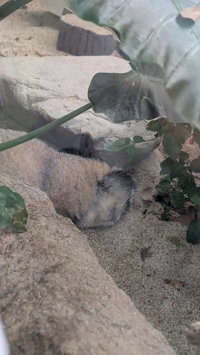 神戸どうぶつ王国のナルの写真