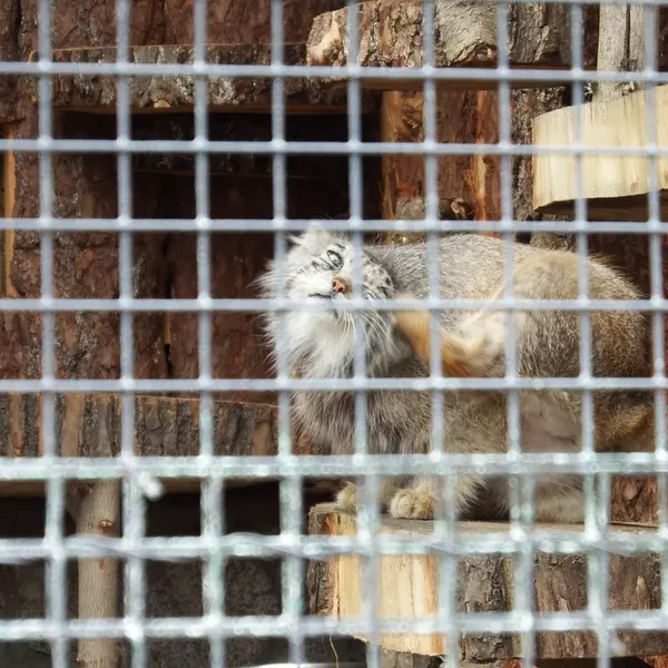 レニングラード動物園のナミカの写真