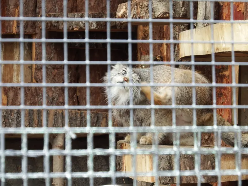レニングラード動物園のナミカの写真