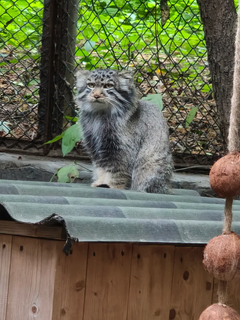 ノヴォシビルスク動物園のマヌルネコの写真