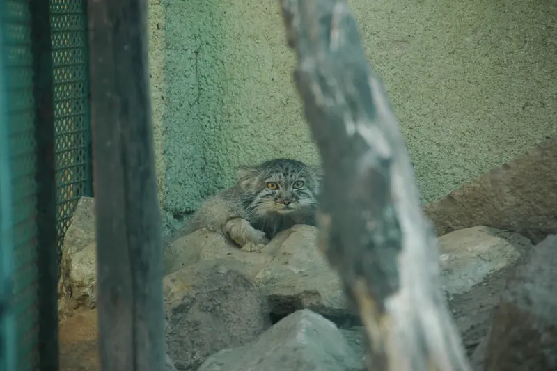 ブダペスト動物園・植物園のボリス Ⅱの写真