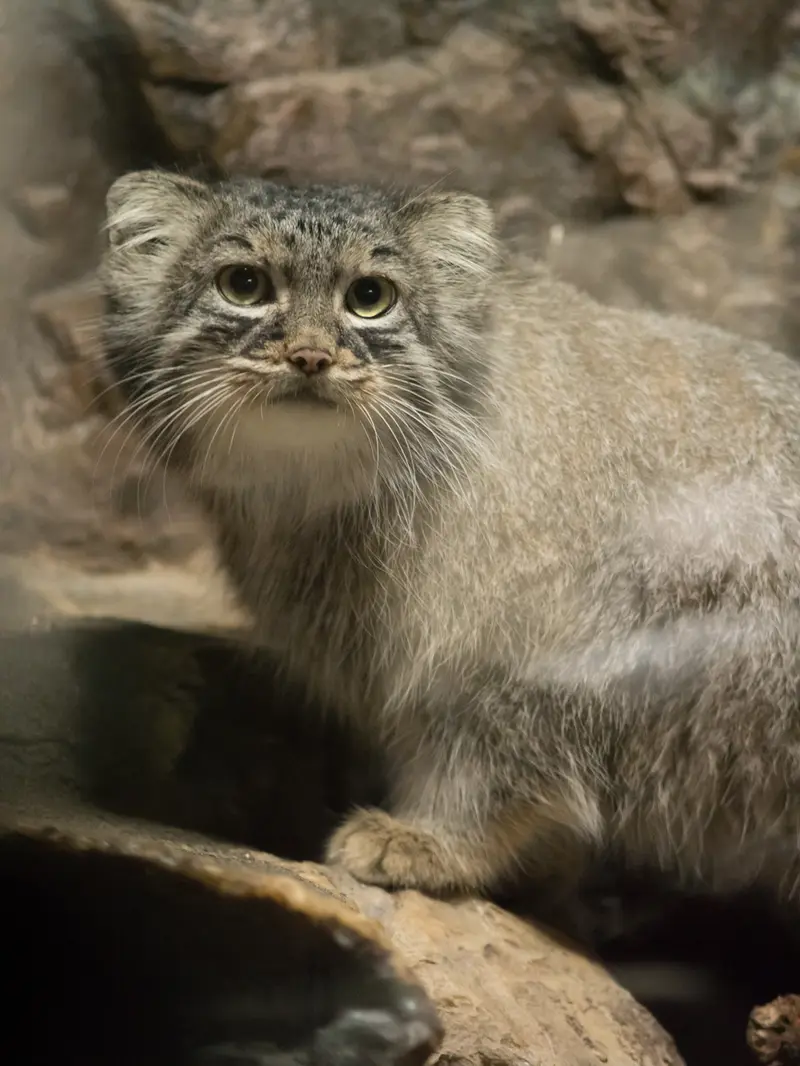 恩賜上野動物園のサフランの写真