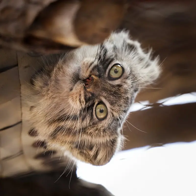 グレートプレーンズ動物園のタシの写真