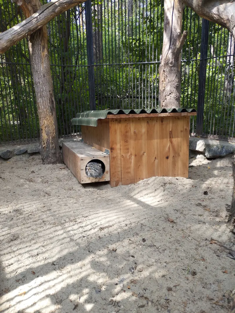 ノヴォシビルスク動物園のマヌルネコの写真