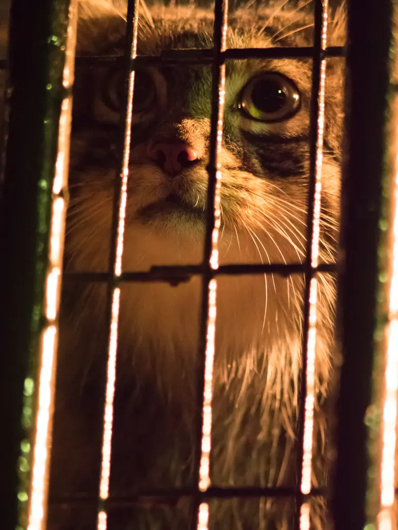 野毛山動物園のフィーガの写真
