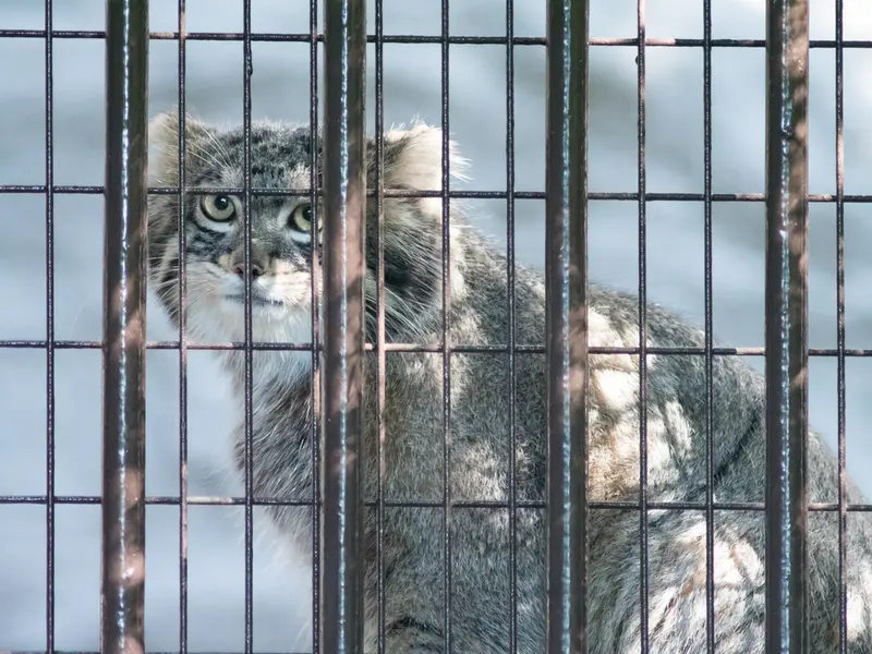 野毛山動物園のフィーガの写真