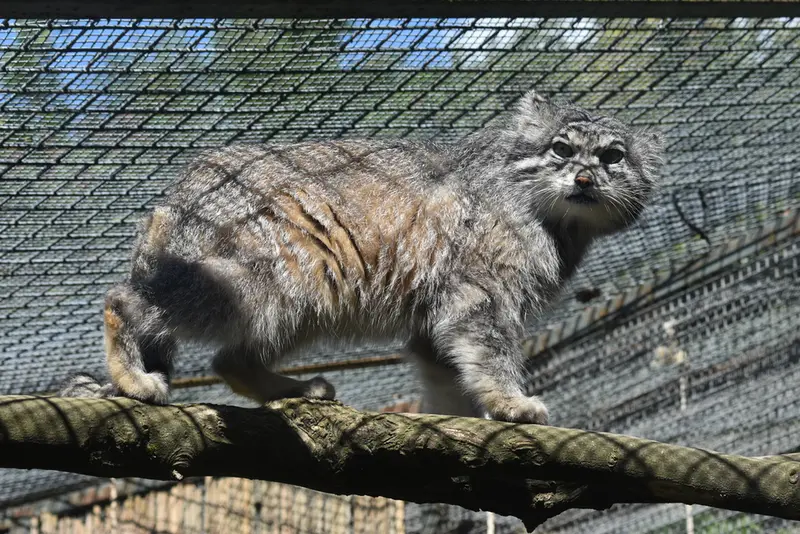 エディンバラ動物園のアキコの写真