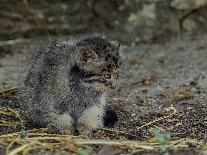 ブルノ動物園のマヌルネコの写真