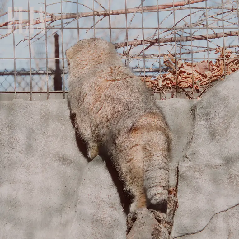 カルガリー動物園 / ワイルダー研究所のオラフの写真