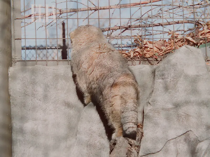 カルガリー動物園 / ワイルダー研究所のオラフの写真