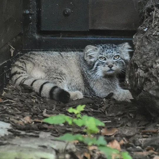 グダニスク動物園のサヤンの写真