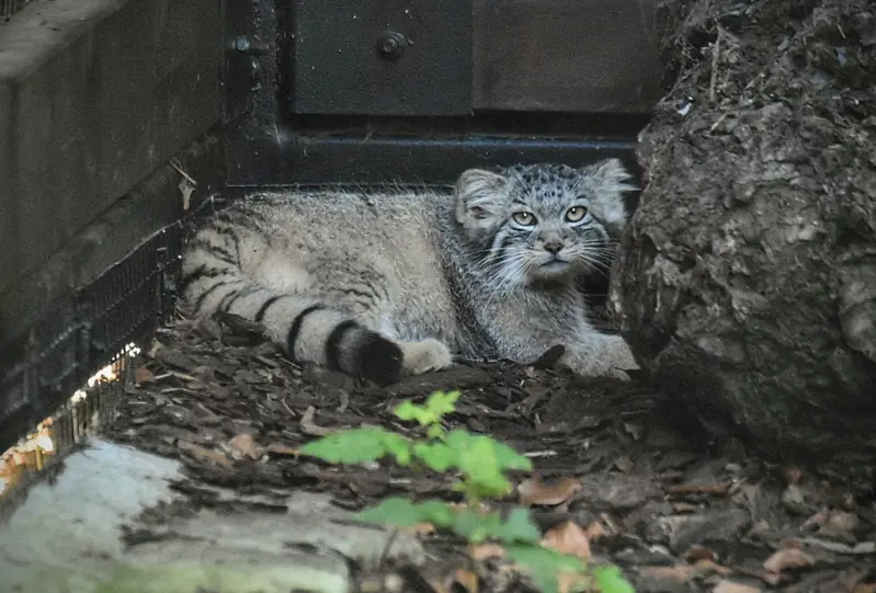 グダニスク動物園のサヤンの写真