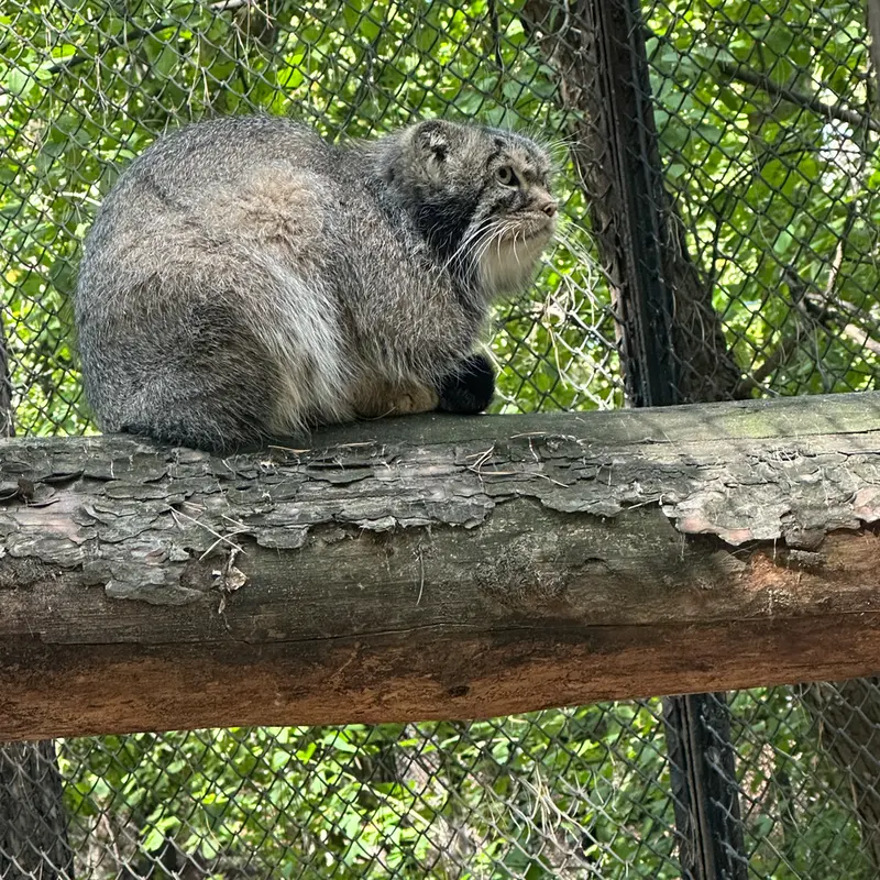 ノヴォシビルスク動物園のジョージの写真