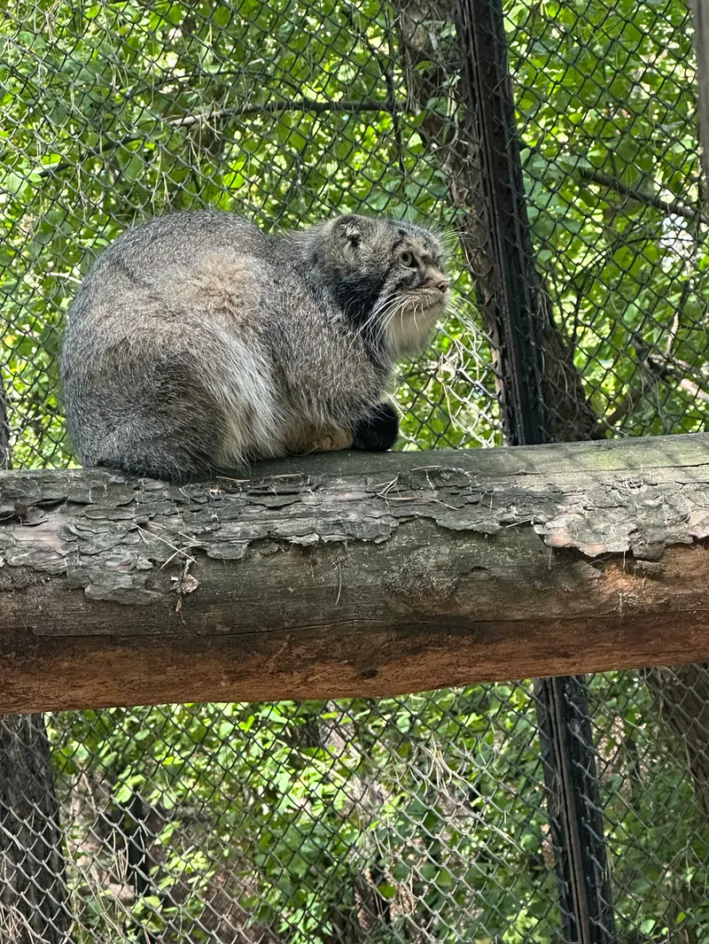 ノヴォシビルスク動物園のジョージの写真