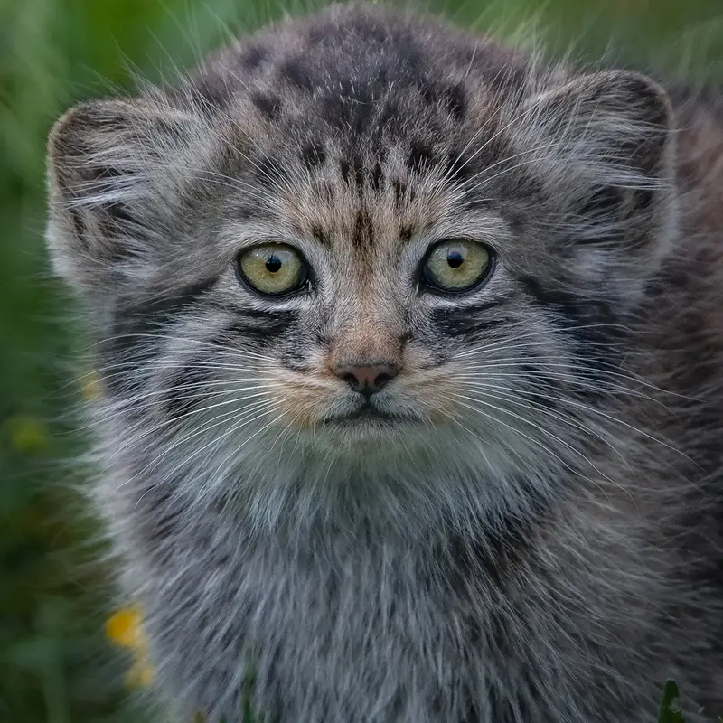 ポート・リムプネ・ワイルド・アニマル・パークのナムーの子猫 b. 2026 Ⅰの写真