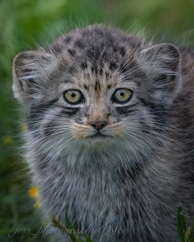 ポート・リムプネ・ワイルド・アニマル・パークのナムーの子猫 b. 2026 Ⅰの写真
