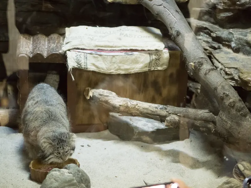 恩賜上野動物園のクリョンの写真