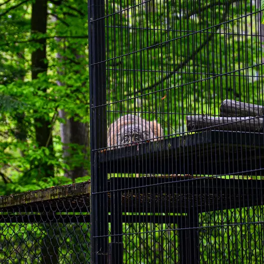 クラクフ動物園のジンギスの写真