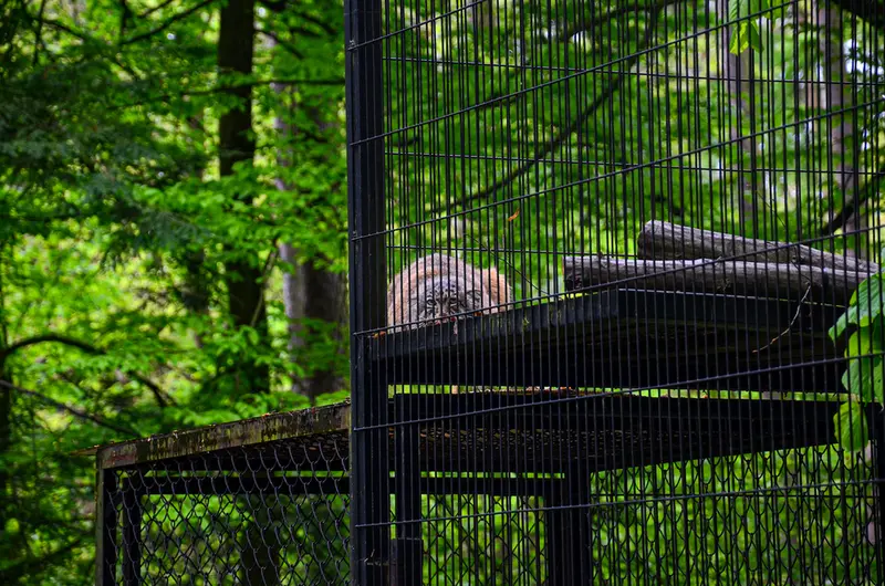 クラクフ動物園のジンギスの写真