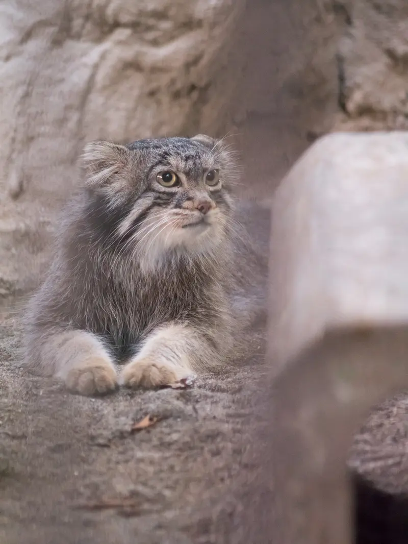野毛山動物園のフィーガの写真