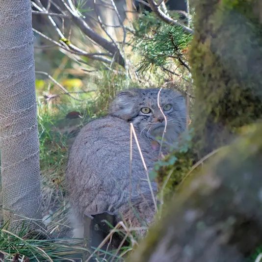 ヘラブルン動物園のプルシの写真