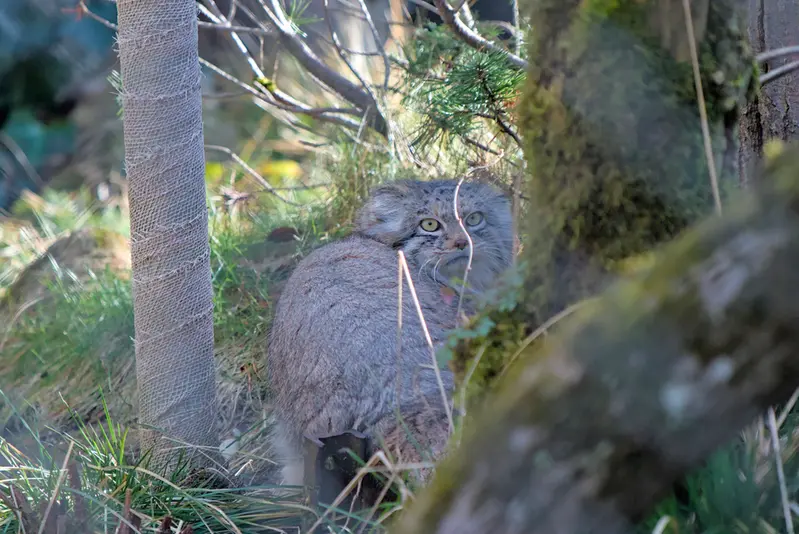 ヘラブルン動物園のプルシの写真