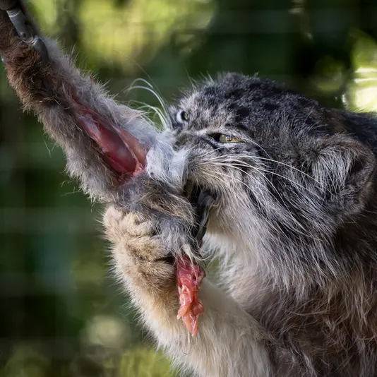 バナム動物園のクルキの写真