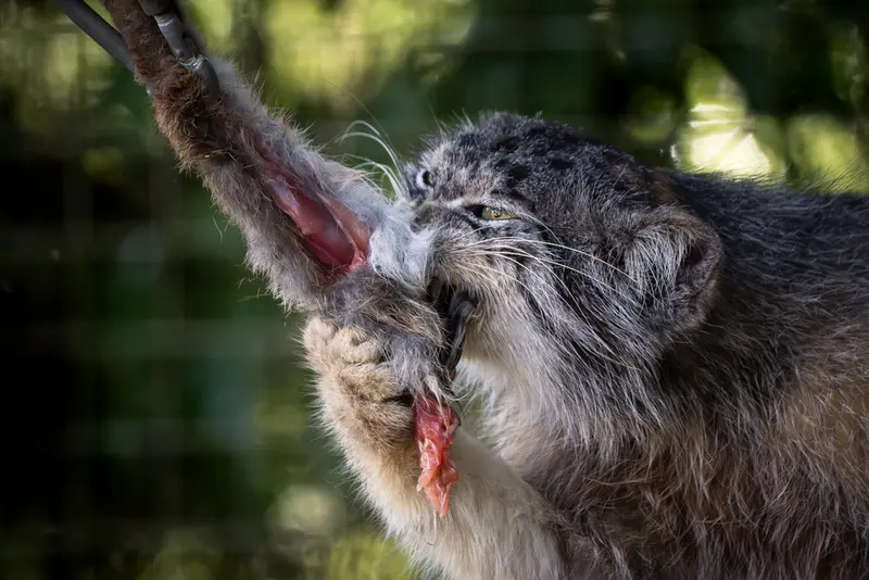 バナム動物園のクルキの写真