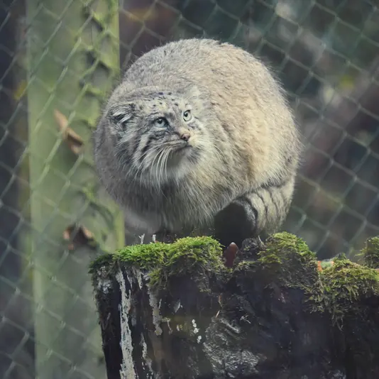 オペル動物園のフェイの写真