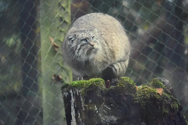 オペル動物園のフェイの写真