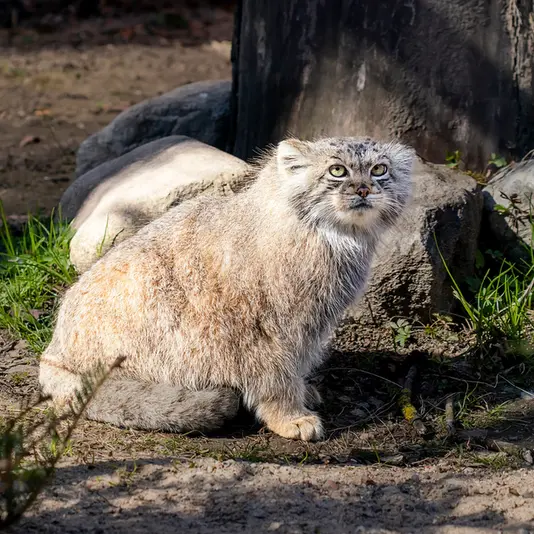 リトアニア動物園のメリッサの写真