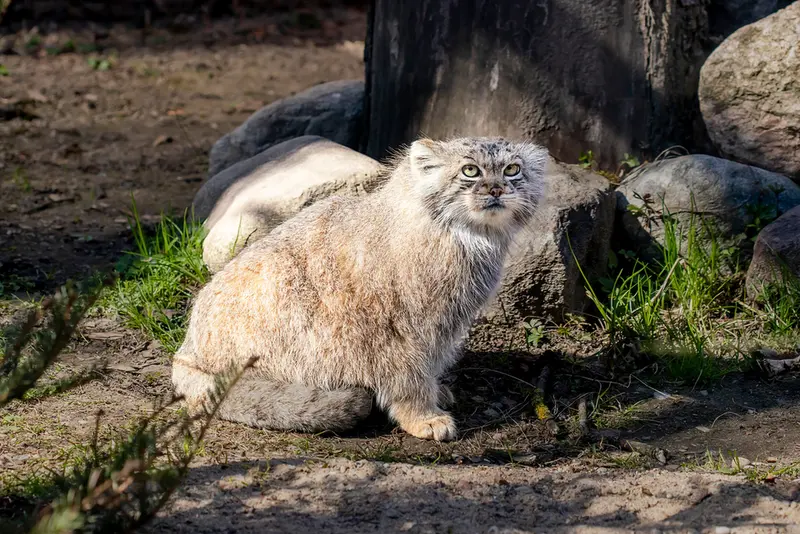 リトアニア動物園のメリッサの写真