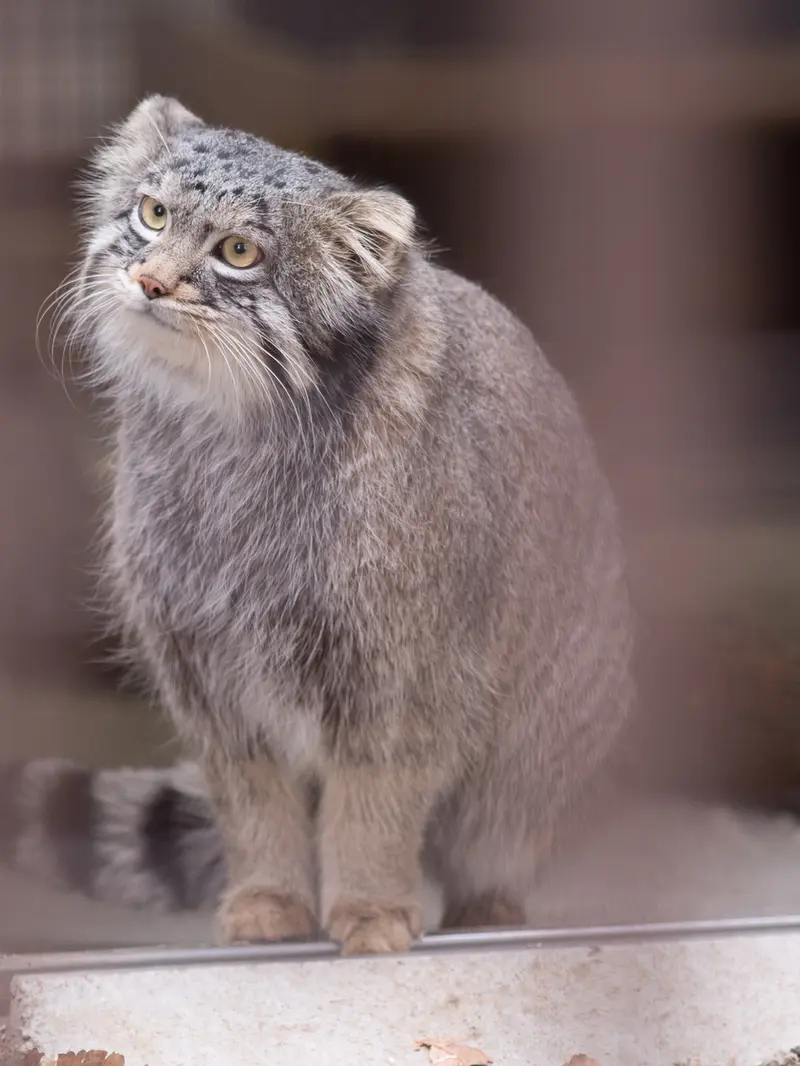 野毛山動物園のフィーガの写真