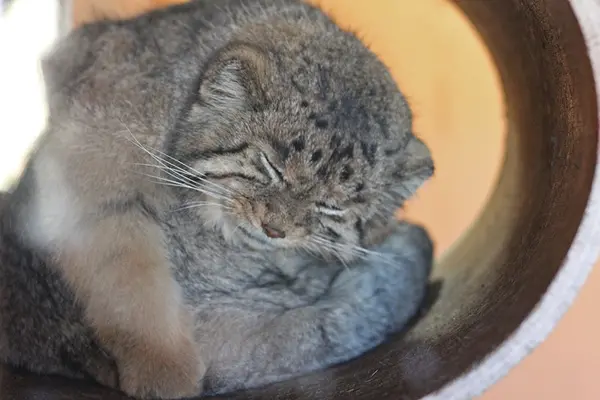 埼玉県こども動物自然公園のセバスチャンの写真