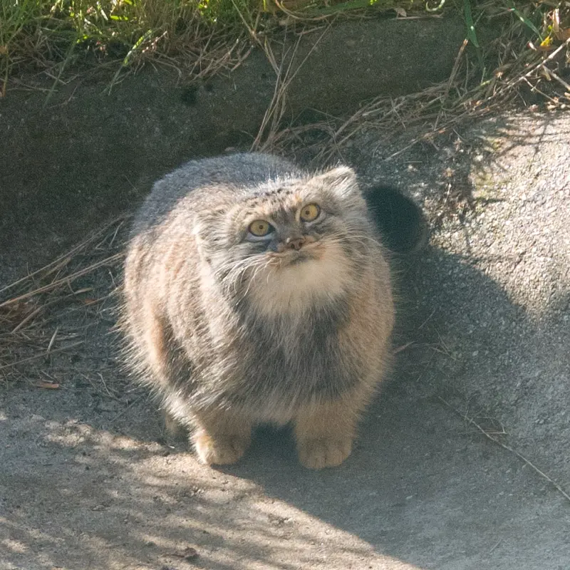 エディンバラ動物園のダッチェスの写真