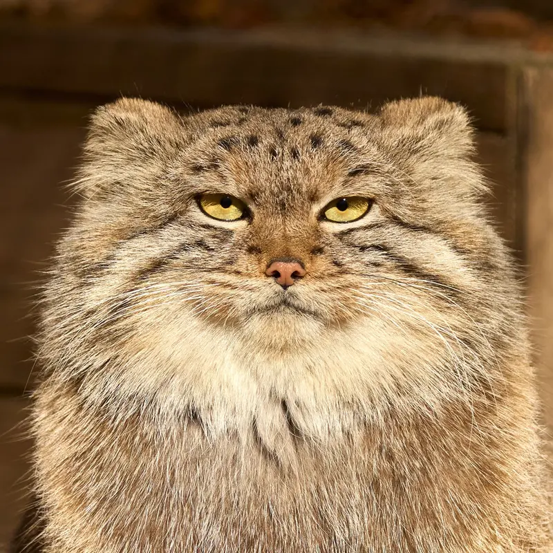 ノヴォシビルスク動物園のマヌルネコのスネジャナ