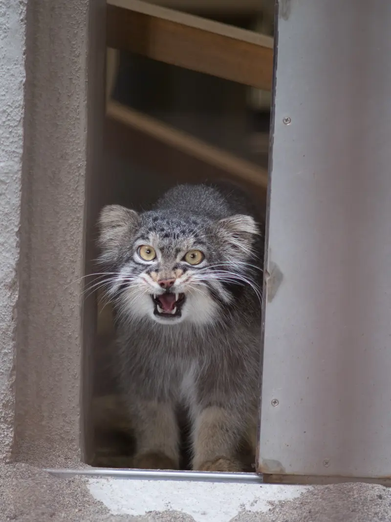 野毛山動物園のフィーガの写真