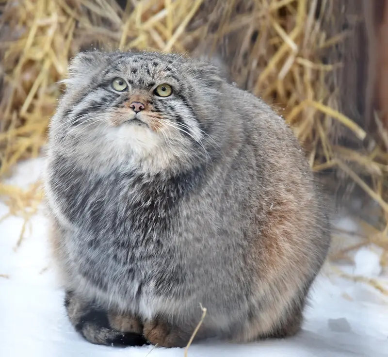 ノヴォシビルスク動物園のジョージの写真